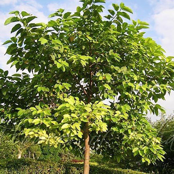 Kadamba, Anthocephalus cadamba - 0.5 kg Seeds - Image 2