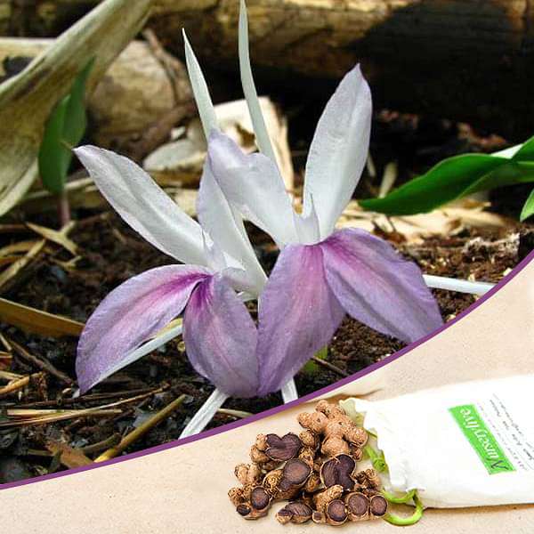 Kaempferia Rotunda (White, Purple) - Bulbs (set of 10)