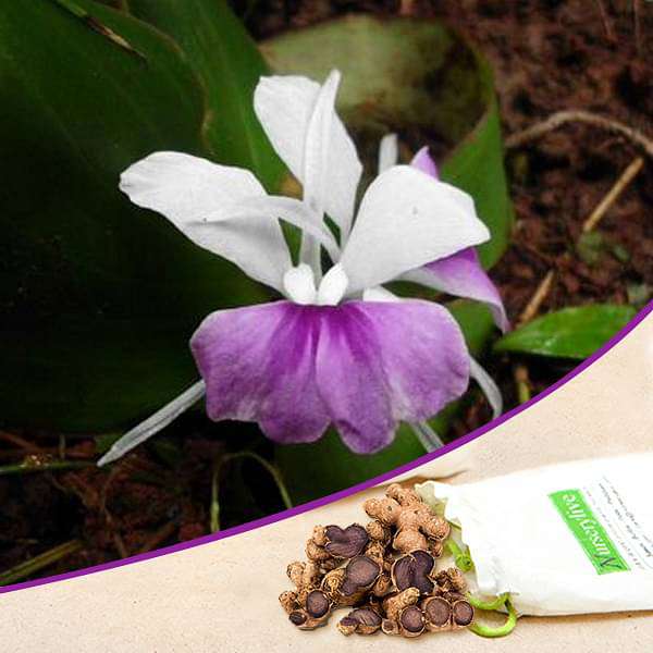 Kaempferia galanga (Violet) - Bulb (set of 5)