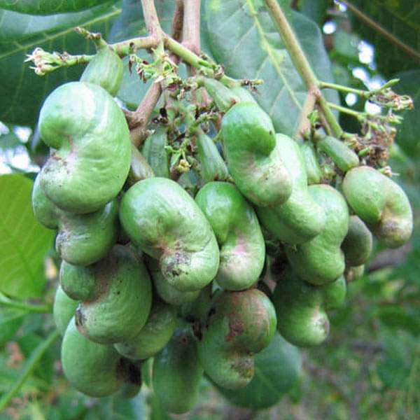 Kaju Tree - Plant