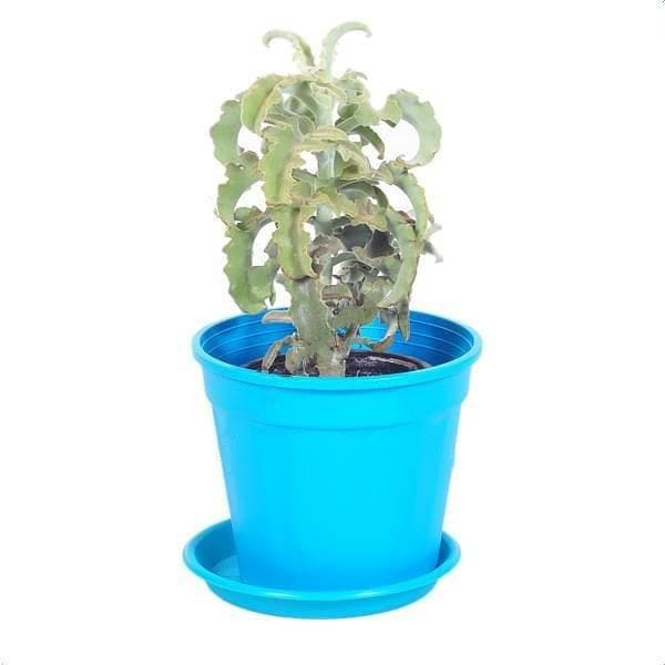 Kalanchoe beharensis felt bush, Kalanchoe beharensis maltese cross - Succulent Plant