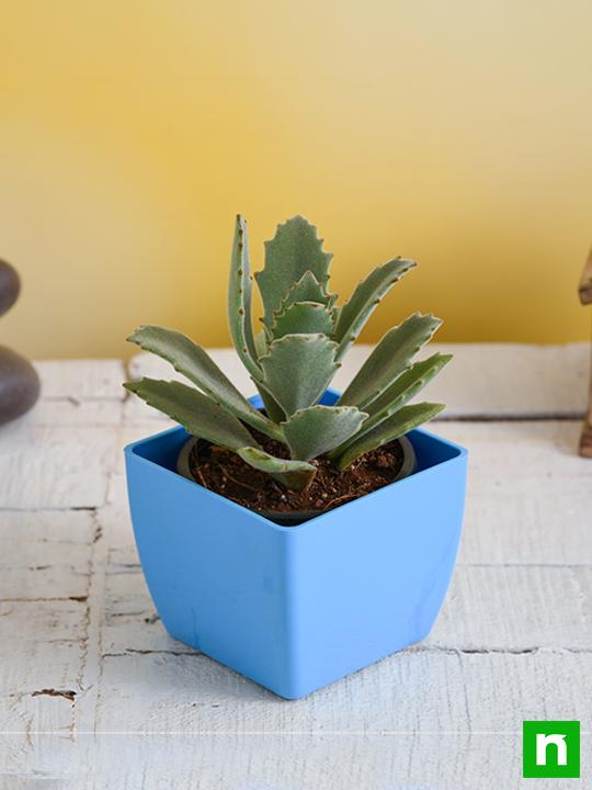 Kalanchoe beharensis roseleaf - Succulent Plant - Image 2