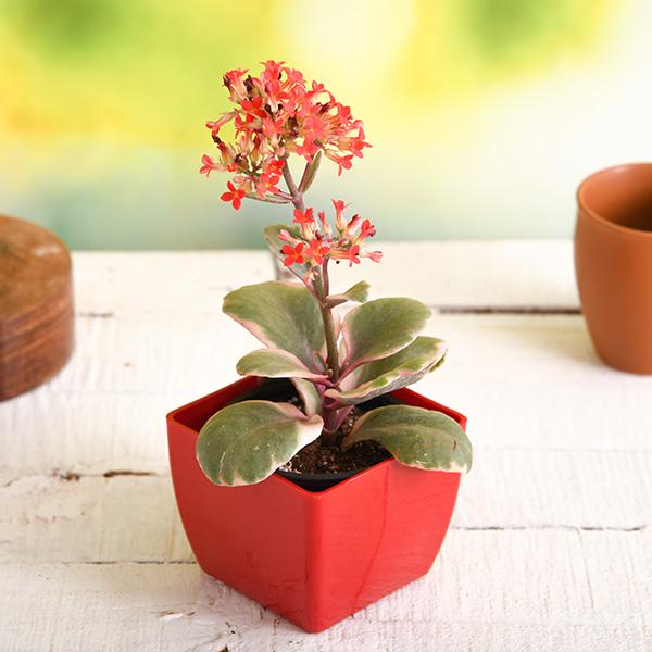 Kalanchoe blossfeldiana (Variegated Tricolor) - Succulent Plant