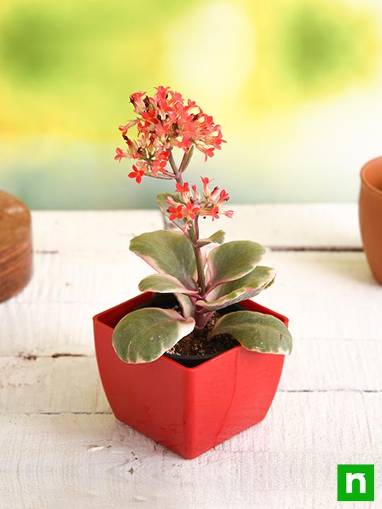 Kalanchoe blossfeldiana (Variegated Tricolor) - Succulent Plant - Image 2