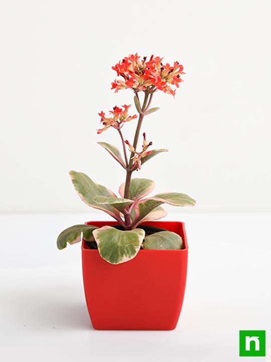 Kalanchoe blossfeldiana (Variegated Tricolor) - Succulent Plant - Image 3