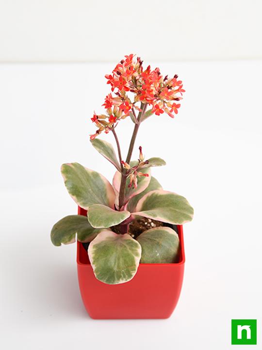Kalanchoe blossfeldiana (Variegated Tricolor) - Succulent Plant - Image 4