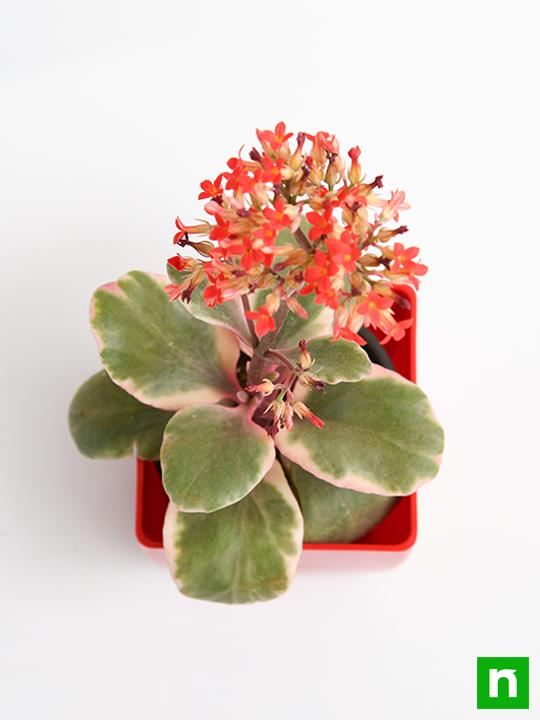 Kalanchoe blossfeldiana (Variegated Tricolor) - Succulent Plant - Image 5
