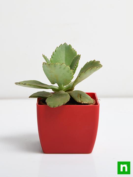 Kalanchoe daigremontiana - Succulent Plant - Image 3
