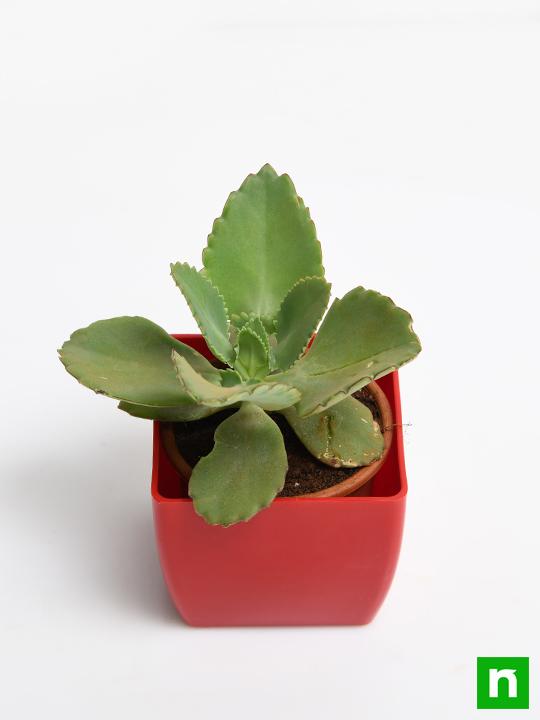 Kalanchoe daigremontiana - Succulent Plant - Image 4
