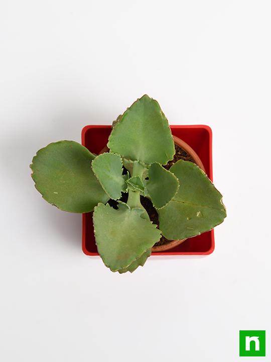 Kalanchoe daigremontiana - Succulent Plant - Image 5
