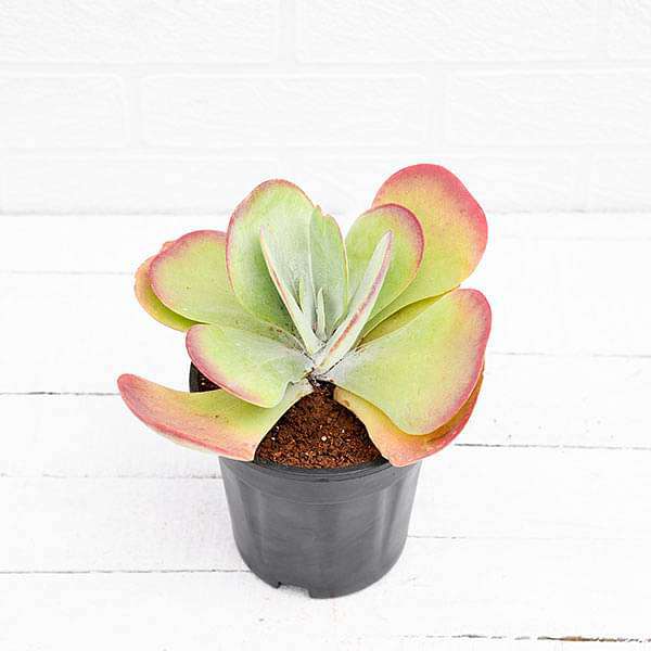 Kalanchoe Flapjack, Poplet (Big) - Succulent Plant - Image 2