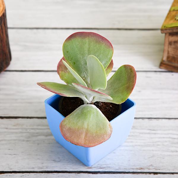 Kalanchoe Flapjack, Poplet - Succulent Plant