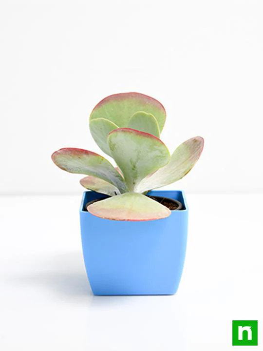 Kalanchoe Flapjack, Poplet - Succulent Plant - Image 3