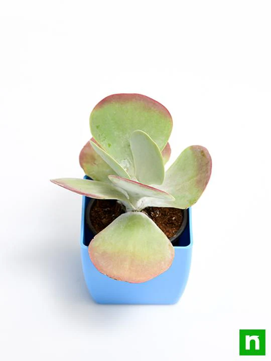 Kalanchoe Flapjack, Poplet - Succulent Plant - Image 4