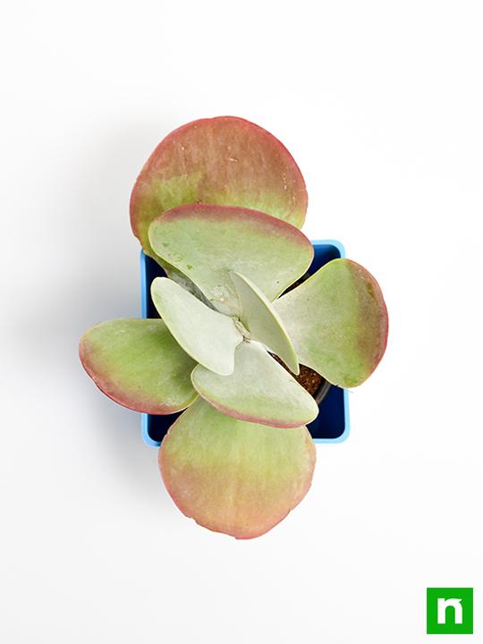 Kalanchoe Flapjack, Poplet - Succulent Plant - Image 5