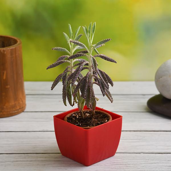 Kalanchoe houghtonii - Succulent Plant
