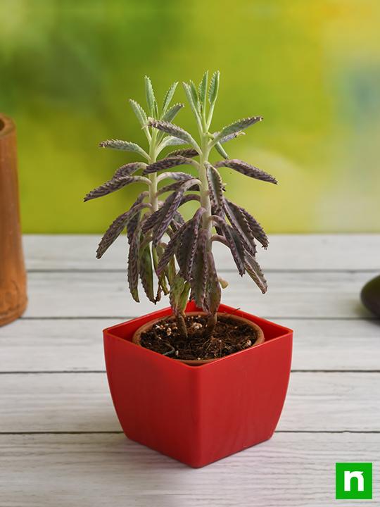Kalanchoe houghtonii - Succulent Plant - Image 2