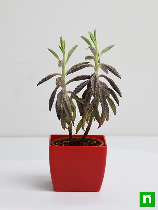 Kalanchoe houghtonii - Succulent Plant - Image 3