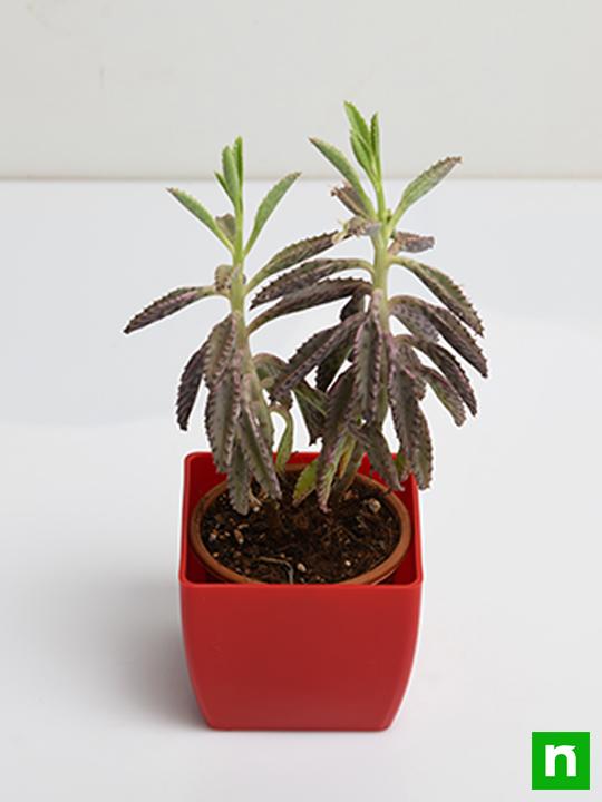 Kalanchoe houghtonii - Succulent Plant - Image 4