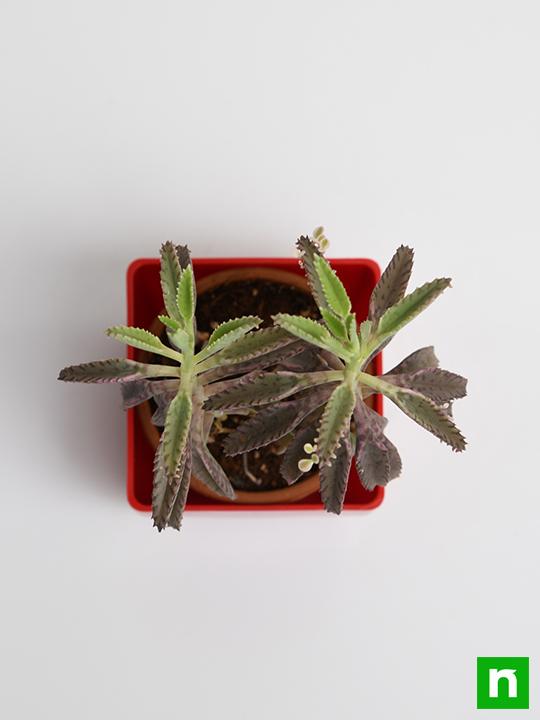 Kalanchoe houghtonii - Succulent Plant - Image 5
