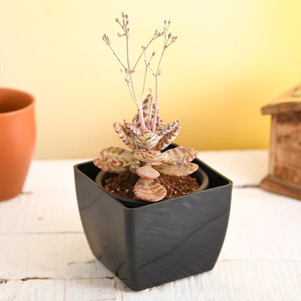 Kalanchoe humilis - Succulent Plant