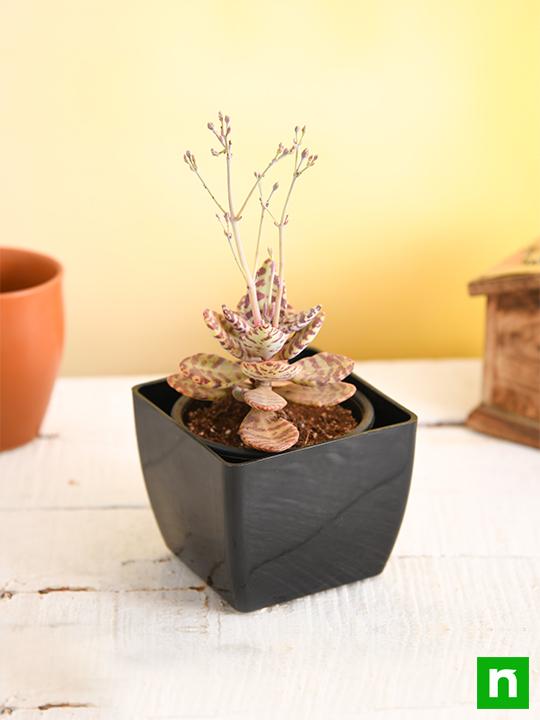 Kalanchoe humilis - Succulent Plant - Image 2