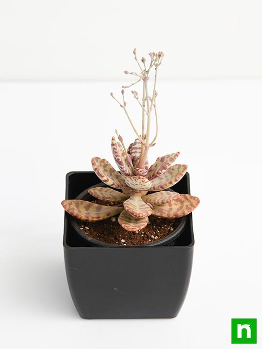 Kalanchoe humilis - Succulent Plant - Image 4