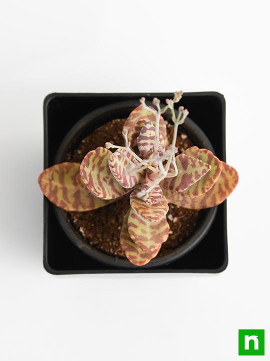 Kalanchoe humilis - Succulent Plant - Image 5