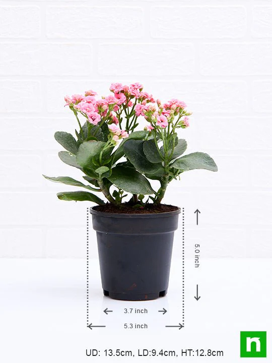 Kalanchoe (light Pink) - Plant - Image 3