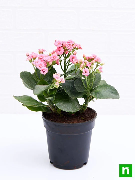 Kalanchoe (light Pink) - Plant - Image 4