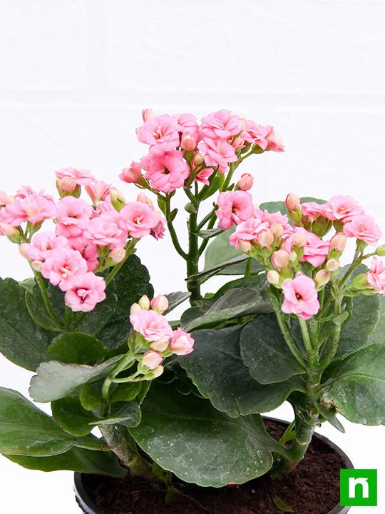 Kalanchoe (light Pink) - Plant - Image 5