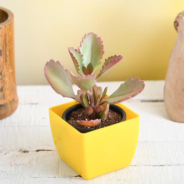 Kalanchoe longiflora, Tugela Cliff Kalanchoe - Succulent Plant