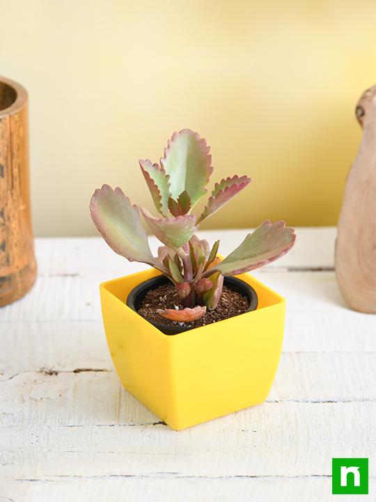 Kalanchoe longiflora, Tugela Cliff Kalanchoe - Succulent Plant - Image 2