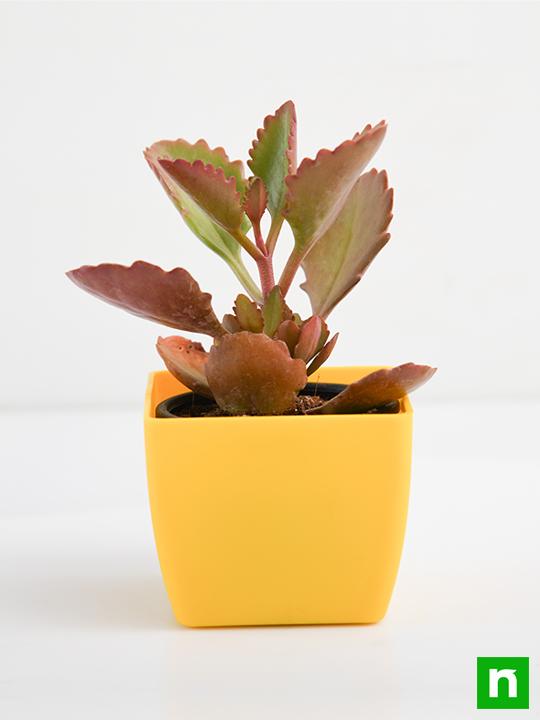 Kalanchoe longiflora, Tugela Cliff Kalanchoe - Succulent Plant - Image 3
