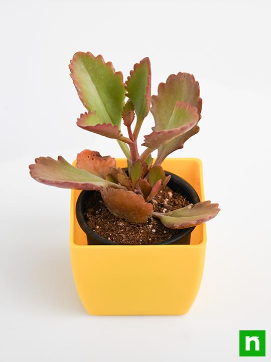 Kalanchoe longiflora, Tugela Cliff Kalanchoe - Succulent Plant - Image 4