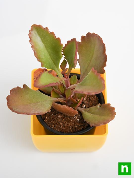 Kalanchoe longiflora, Tugela Cliff Kalanchoe - Succulent Plant - Image 5