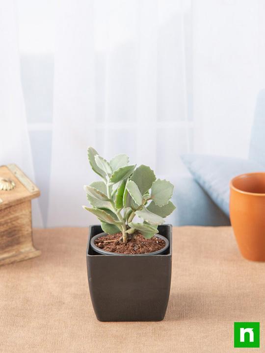 Kalanchoe millotii - Succulent Plant - Image 2
