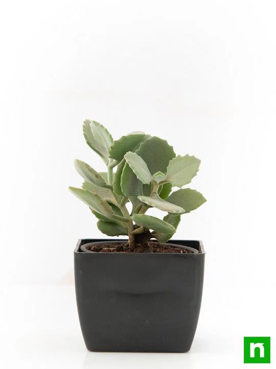Kalanchoe millotii - Succulent Plant - Image 3