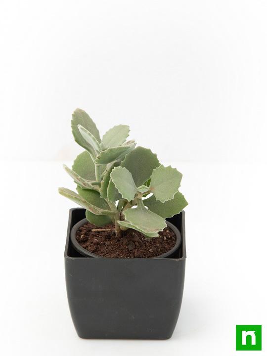 Kalanchoe millotii - Succulent Plant - Image 4