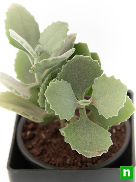 Kalanchoe millotii - Succulent Plant - Image 5