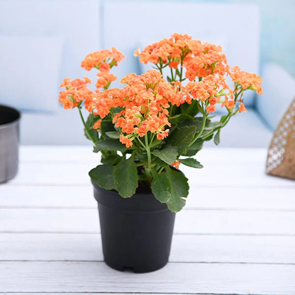 Kalanchoe (Orange) - Plant