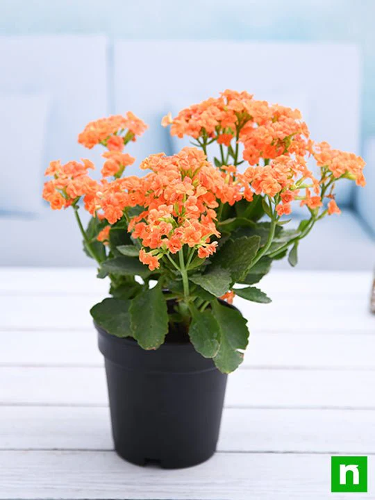 Kalanchoe (Orange) - Plant - Image 2