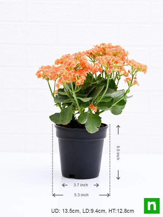 Kalanchoe (Orange) - Plant - Image 3