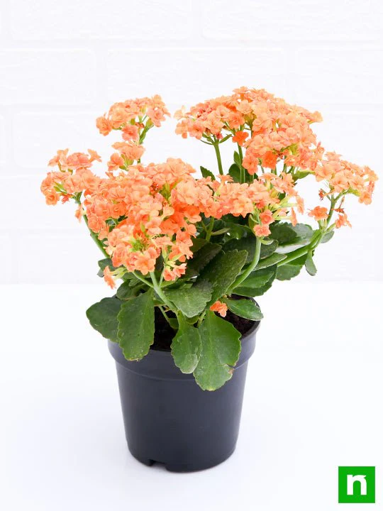 Kalanchoe (Orange) - Plant - Image 4