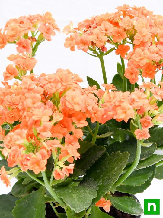 Kalanchoe (Orange) - Plant - Image 5