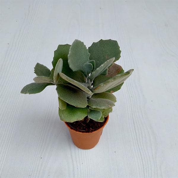 Kalanchoe Pumila Silver Grey - Succulent Plant