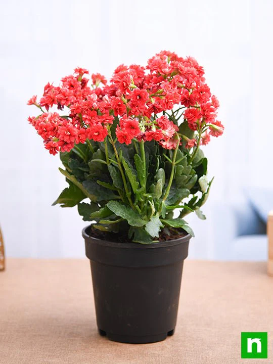 Kalanchoe (Red) - Plant - Image 2