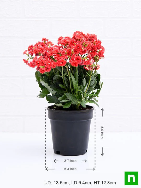 Kalanchoe (Red) - Plant - Image 3