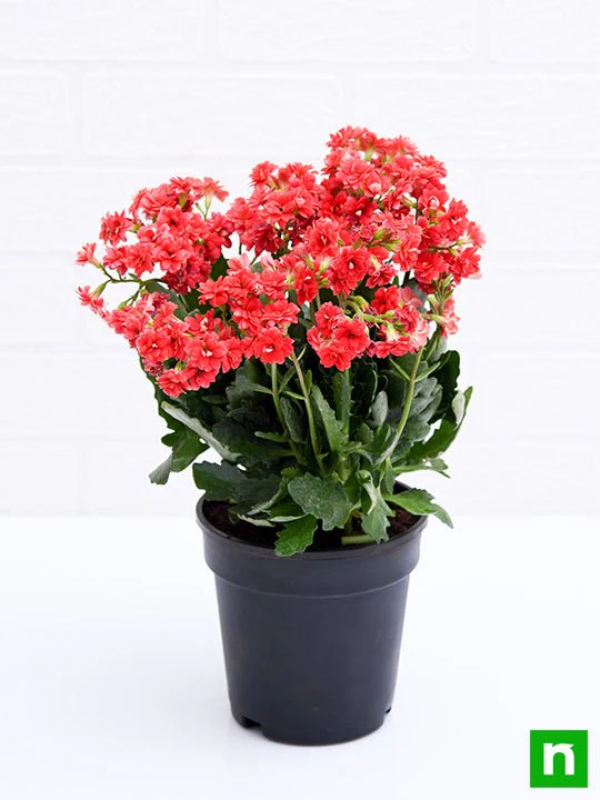 Kalanchoe (Red) - Plant - Image 4