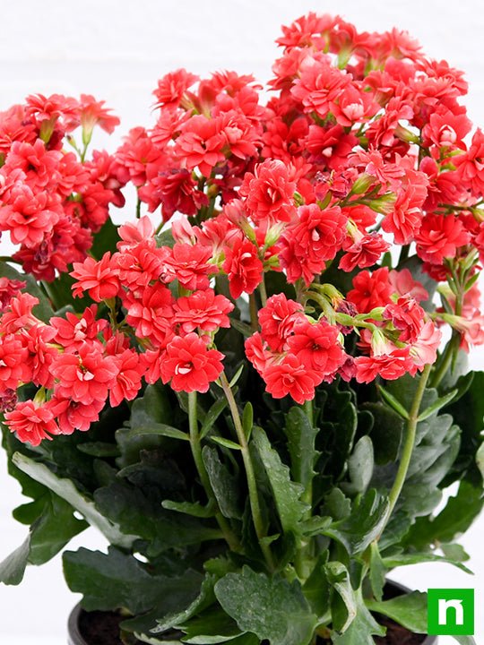 Kalanchoe (Red) - Plant - Image 5